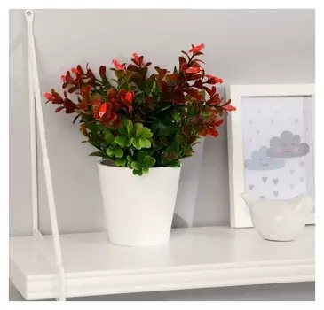 Бонсай "Барбарис саммер" 9,5х21 см