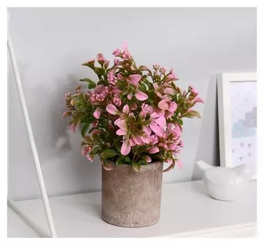 Бонсай "Бересклет" 7,5х21 см