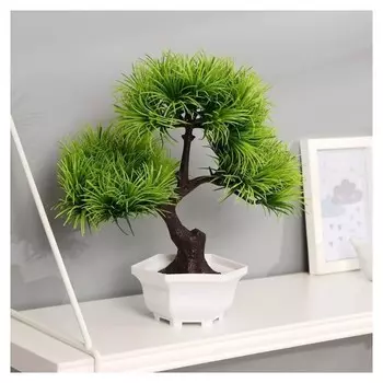 Бонсай "Цитронелла" 12х25 см