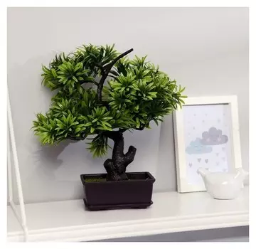 Бонсай "Драцена миниатюрная" 12х28 см