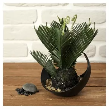 Бонсай "Гиофобра с завитками" 14х17 см