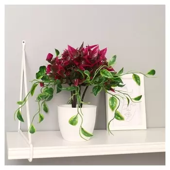 Бонсай "Эпипремнум" 9х25 см