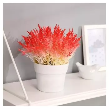 Бонсай "Эрика травянистая" 10х20 см