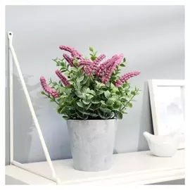 Бонсай "Мускари гроздевидный" 10х22 см