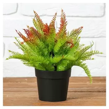 Бонсай "Папоротник" 14х22 см