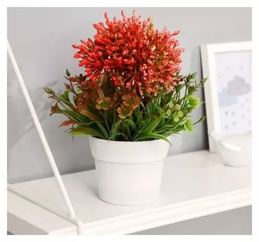 Бонсай "Рута душистая" 11х22 см