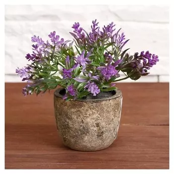 Бонсай "Седум" 6х10 см