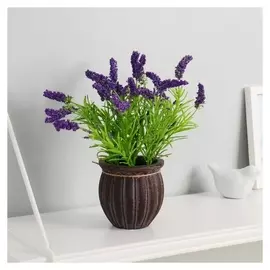 Бонсай "Щетинник" 9х22 см