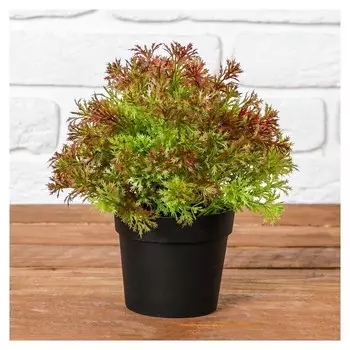 Бонсай "Укроп" 15х19 см