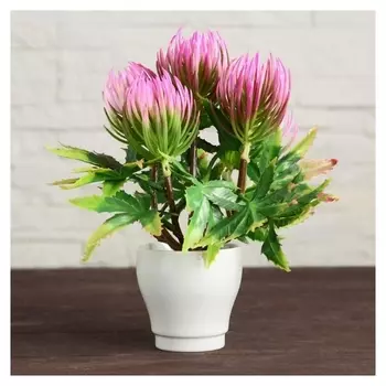 Бонсай в горшке "Карпобротус" 7х18 см