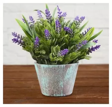 Бонсай в горшке "Крассула" 10х20 см