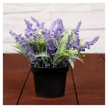 Бонсай в горшке "Лаванда с папоротником" 6,5х12 см