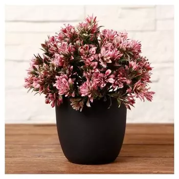 Бонсай в горшке "Лодочки" 10х16 см