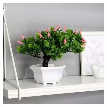 Бонсай в горшке "Молочай кипарисовый" 23х19 см