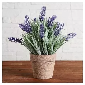 Бонсай в горшке "Мускари" 10х22 см