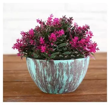 Бонсай в горшке "Салвиа" 11х12 см