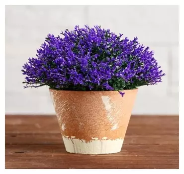 Бонсай в горшке "Самшит" 12х12 см