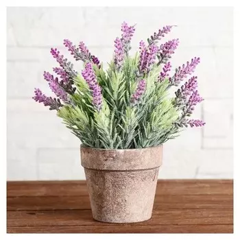 Бонсай в горшке "Сантолина" 10х22 см