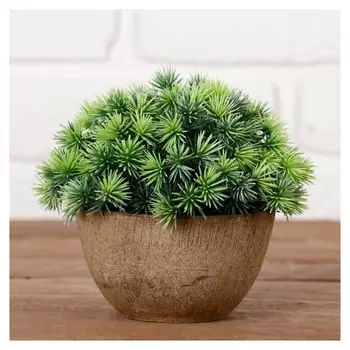 Бонсай в горшочке "Пушистые колючки" 13*11 см