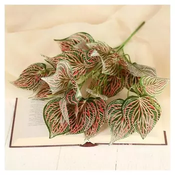 Букет "Фитония" 30 см