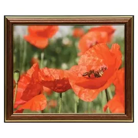 Картина 20х25 (22х27) см