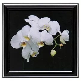 Картина "Белая орхидея" 18х18(21,5х21,5) см