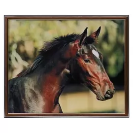 Картина "Конь" 43х53 см