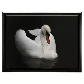 Картины "Лебедь" 30х40 (33х43) см