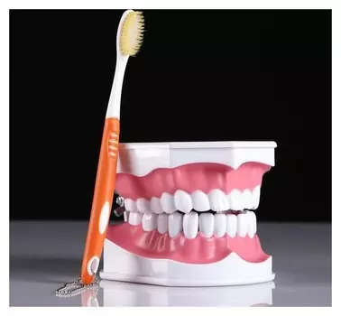 Макет "Челюсти человека" 12*9см