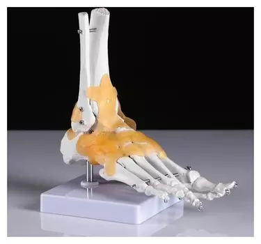 Макет "Голенностопный сустав человека" 21*20см
