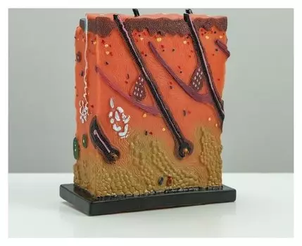 Макет "Кожный покров человека" 16*14см