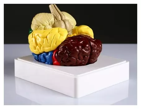 Макет "Мозг человека" 16*15см