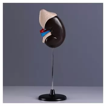 Макет "Почка человека" 14*30см