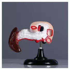 Макет "Поджелудочная железа человека" 13*10см