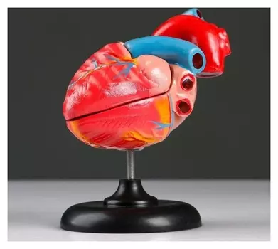 Макет "Сердце человека" 14*10см