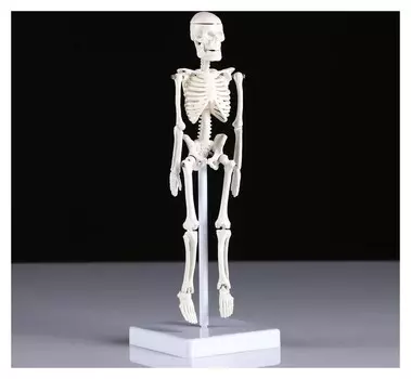 Макет "Скелет человека" 22см