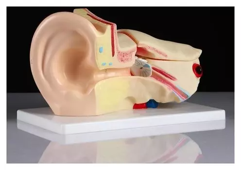 Макет "Ухо человека" 27*18см