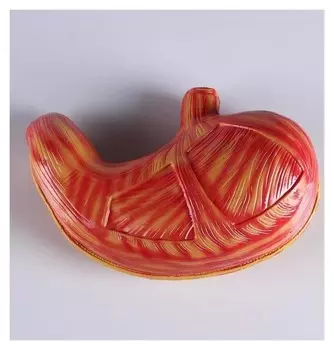 Макет "Желудок человека" 28*19см