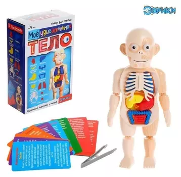 Набор для опытов «Мое удивительное тело»