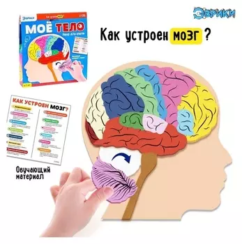 Набор для опытов «Моё тело», мозг