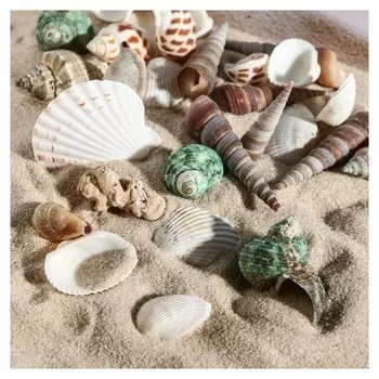 Набор ракушек 100 г, МИКС