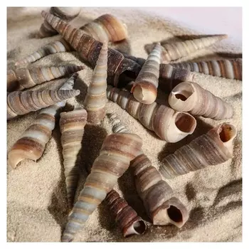 Набор ракушек 3-5,5 см, 100 г