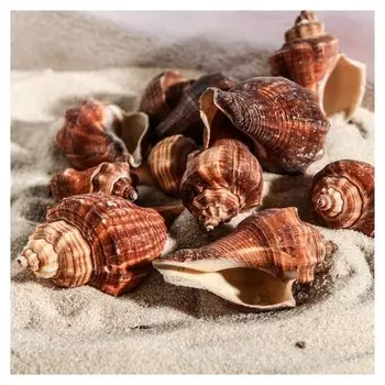 Набор ракушек, 5 - 7 см, 100 г