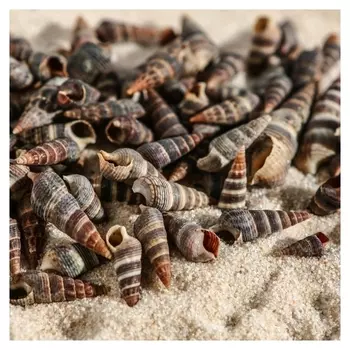 Набор ракушек Батиллярия, 100 г