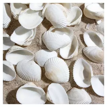 Набор ракушек, кардиум элонгатум, размер 2,5 - 3,5 см, 100 г