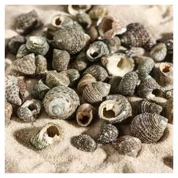 Набор ракушек Литторария, 100 г