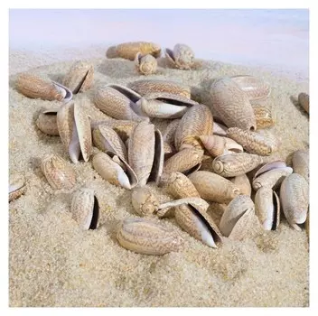 Набор ракушек Олива Текстилина, 100 г