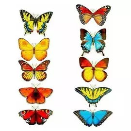 Набор украшений на скотче Бабочки 10 шт, 12 х 12 см