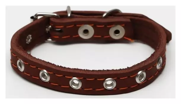 Ошейник кожаный однослойный, безразмерный, 37 х 1.5 см, коричневый