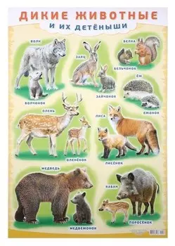 Плакат "Дикие животные и их детёныши" А2